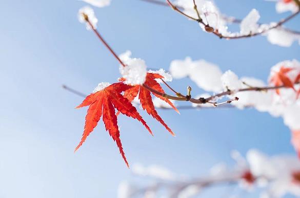 天齐愿与你相逢在小雪纷飞的日子